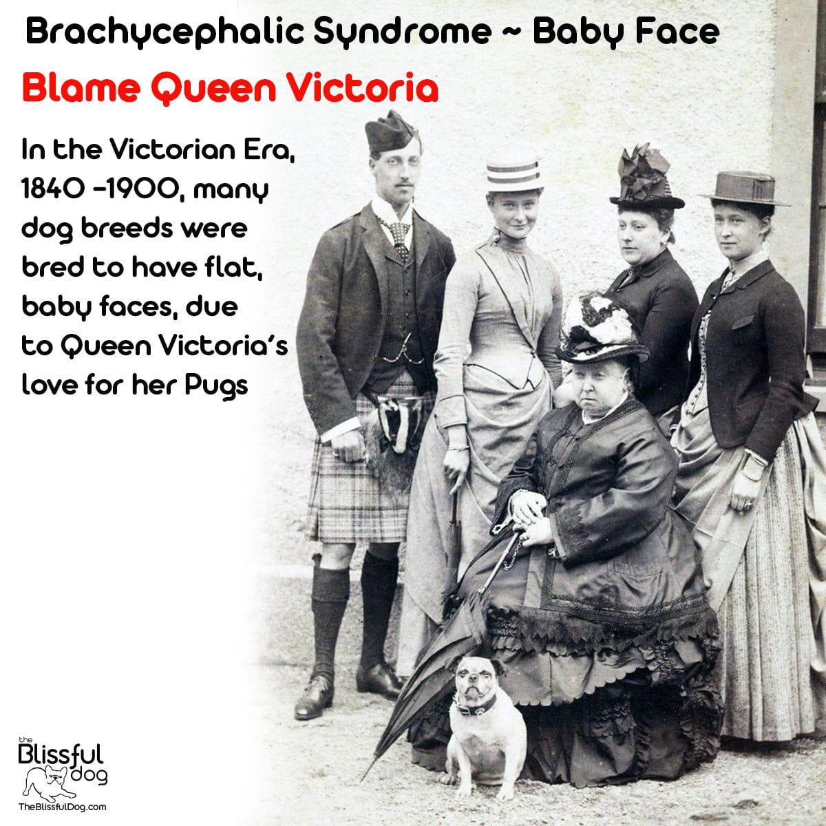 Queen Victoria Dog Lover